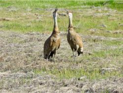 Sandhill Cranes